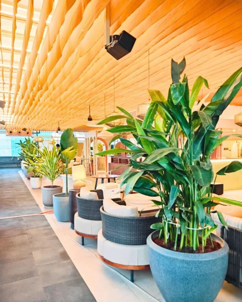 Indoor greenery and plants