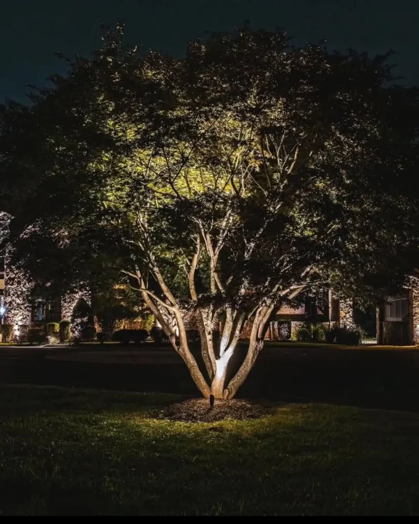 Up Lighting for Trees